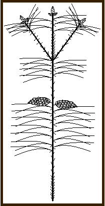 Seedling and growth unit in Pinus brutia tree