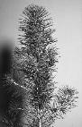 Brutia pine seedling