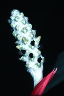 Aechmea bromelifolia