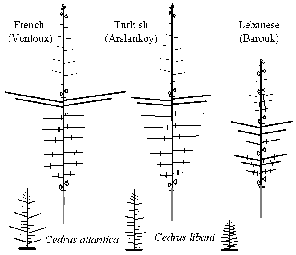 Branching pattern