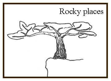 Architectural variations of adult trees on rocky places