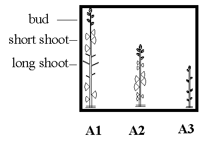 Seedling and growth unit in Pinus brutia tree