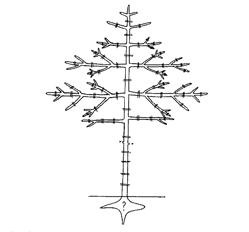 Unité architecturale de Dipterocarpus indicus