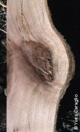 Cicatrice après coupe chez le merisier