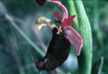 Ophrys bertholonii