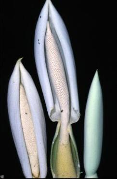 Araceae