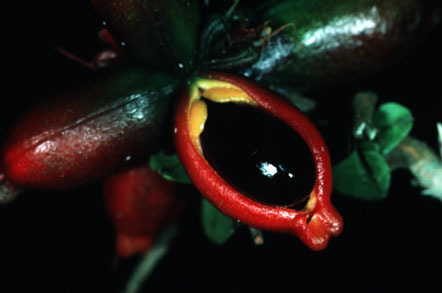 Roureopsis obliquifoliata