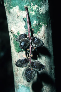 Baccaurea courtalensis