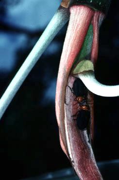 Cecropia obtusa